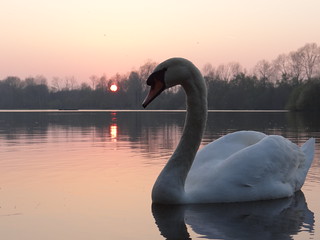 swan sunset