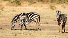 Zebras, Lake Manyara National Park, Tanzania