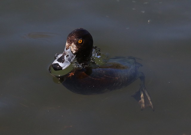 Tufted Duck (F)
