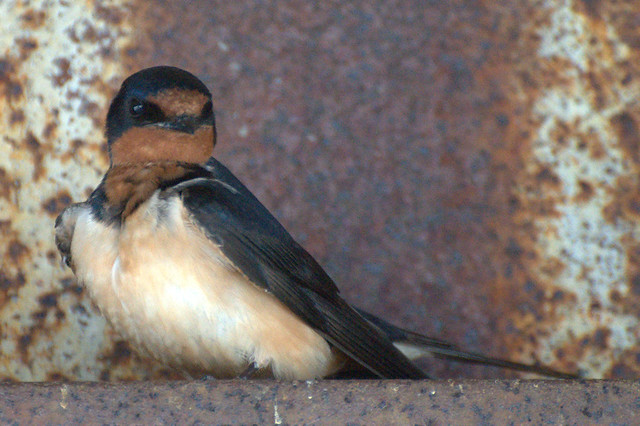 Barn Swallow [Hirundo rustica]