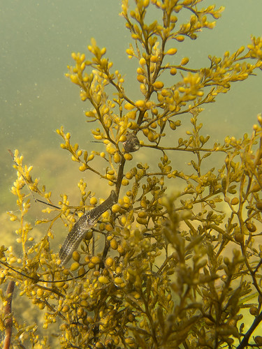 Sargasse japonaise & Syngnate - Sargassum muticum - Thau 2013-07 18 | by Fran Çois
