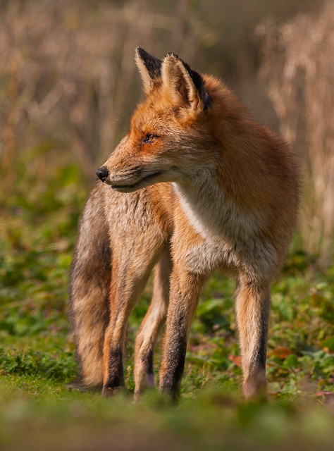 Red fox vixen