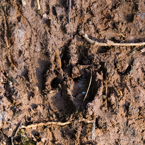 Paw and claws print