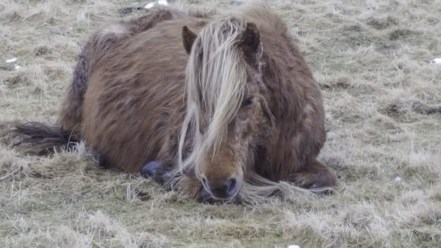 Islandais cheval Islande