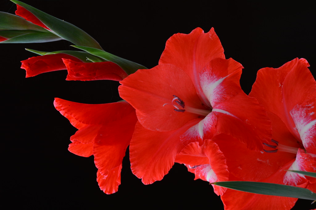 Red gladiolus in the garden- Gladiolo rojo | Fotografia de g… | Flickr