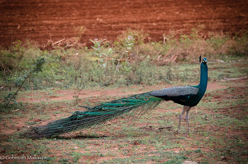 city india color bird colors animal animals landscape photography photo farm peacock photograph latest tamilnadu coimbatore nationalgeographic