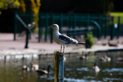 Black headed gull on lookout pole