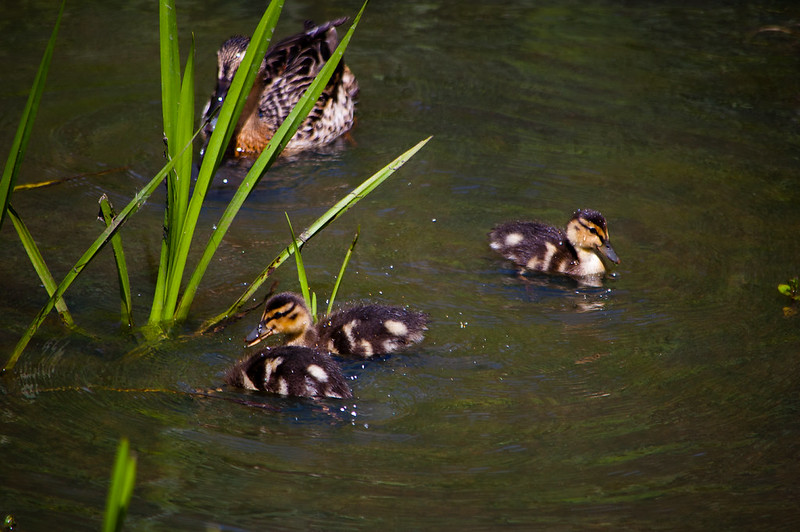 Ducklings, getting too bold?