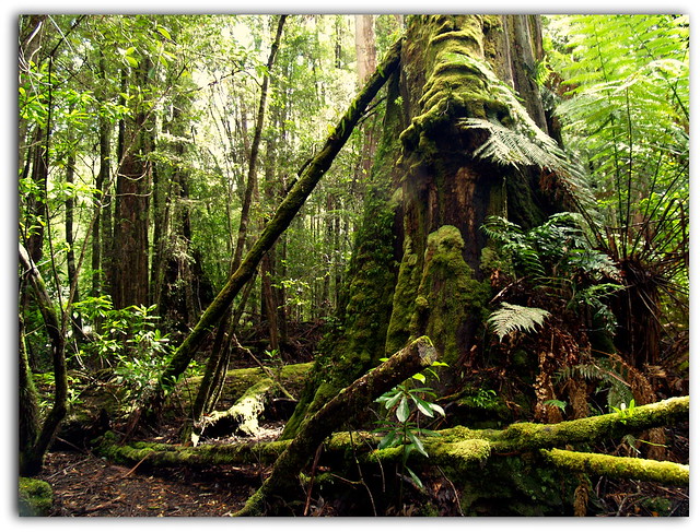 ancient rain forest / Tasmania