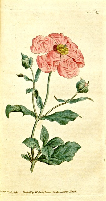 Rockrose (1788)