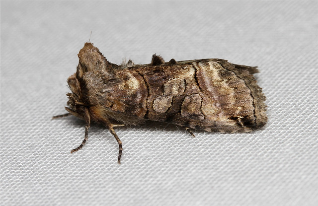 Abrostola urentis (Spectacled Nettle Moth) Hodges # 8881
