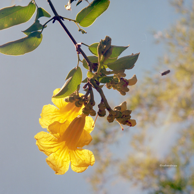 Campanita/Yellow oleander / (Cascabela thevetia/peruviana)