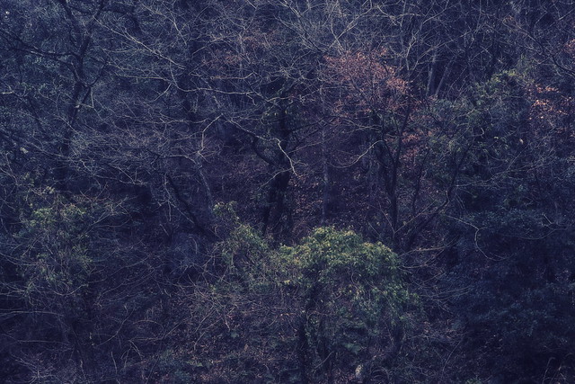 Dark forest #33