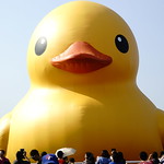 黃色小鴨 Rubber duck