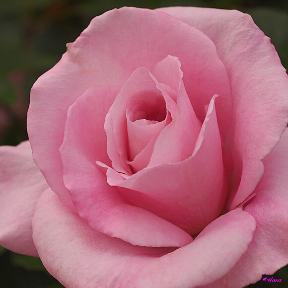 桜貝 Sakuragai ピンクの薔薇の花言葉は 上品 愛を持つ 淑やか 私の気持ち だそうです Flickr