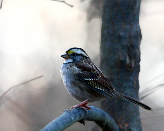 White-Throated-Sparrow 25 (Zonotrichia albicollis)
