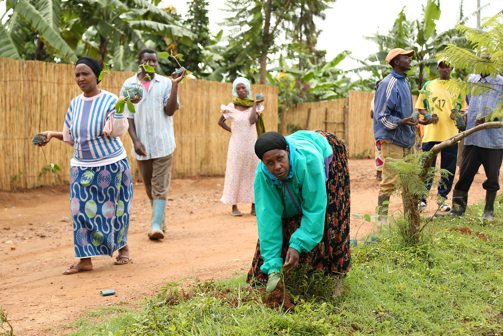 Umunsima Rwanda Umuganda & Umunsi w' Igiti | Flickr