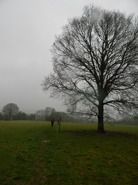 Tree in the rain Robertsbridge Short Circular