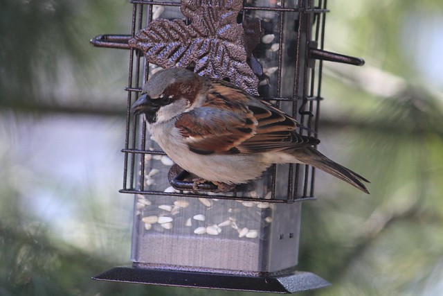 Sparrow on Feeder