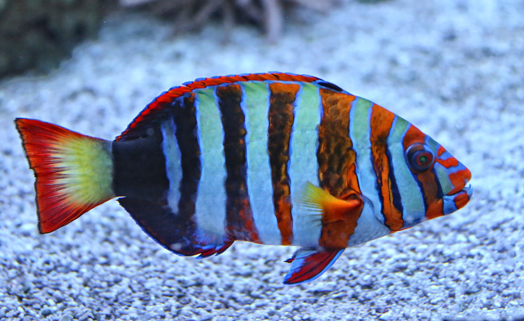Tropical Fish are very colorful