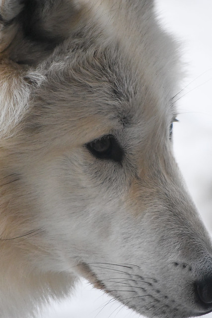 Wolf Close-up