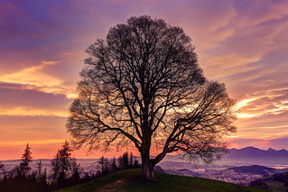 Lonely tree in sunrise