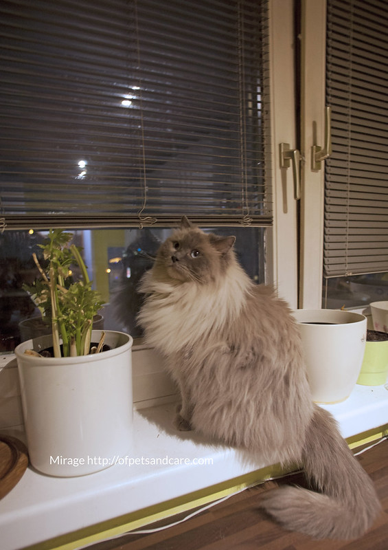 cat by the window, cat