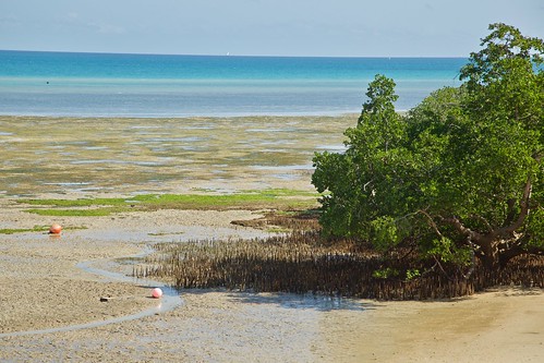 Tides out but Seagrass remains