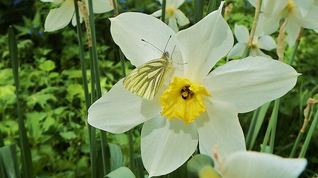 Green-Veined White, on Narcissus Pheasant's-eye, 100417, 08f