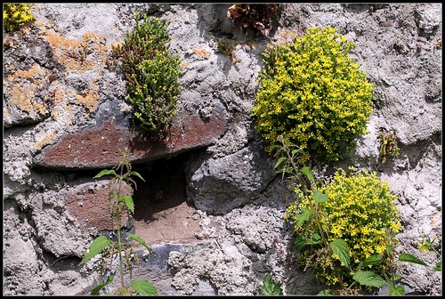 flore des vieux murs, rochers  et rocailles naturelles 34176106772_49acf59254