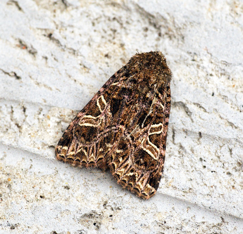 [2166] The Campion (Hadena rivularis) | by Bennyboymothman