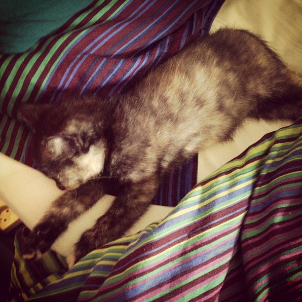 sharing my pillow with Frieda. #catsofinstagram