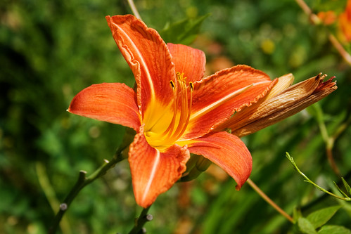 An orange lily against a green background by Icy Sedgwick