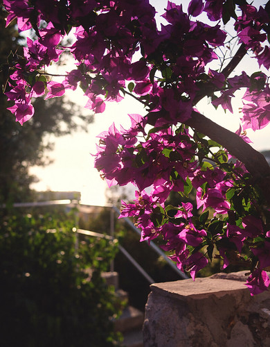 sunset holiday flower backlight purple croatia hvar hrvatska dalmatia pvanhala