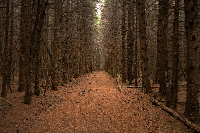 Trail of Pines