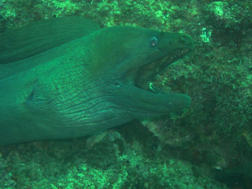 underwater wildlife scuba panama eel moray centralamerica coiba