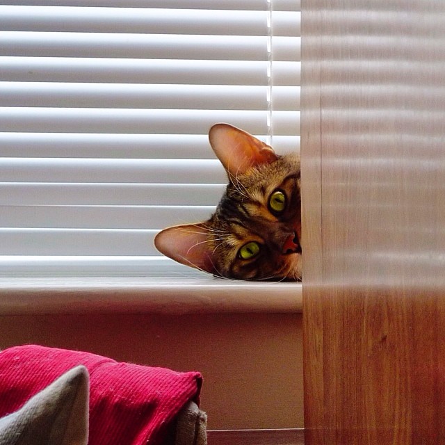 Peek-a-boo