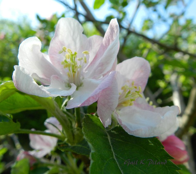 Apple blossoms for Wednesday