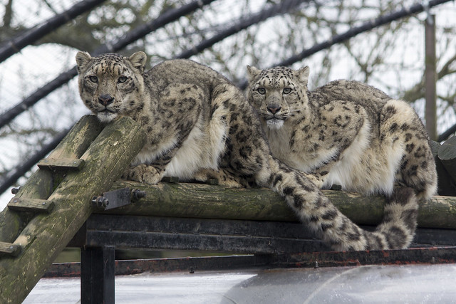 Snow Leopards, Lakeland Wildlife Oasis, near Milnthorpe, Cumbria, UK