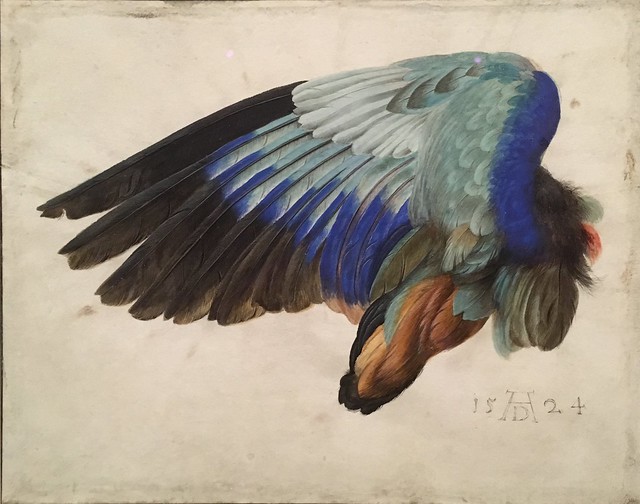 Left Wing of  a Blue Roller (Hans Hoffmann)