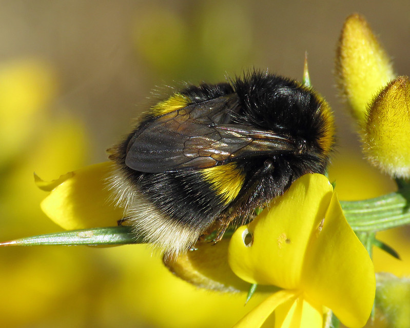 Bombus lucorum - White-tailed Bumblebee [A]