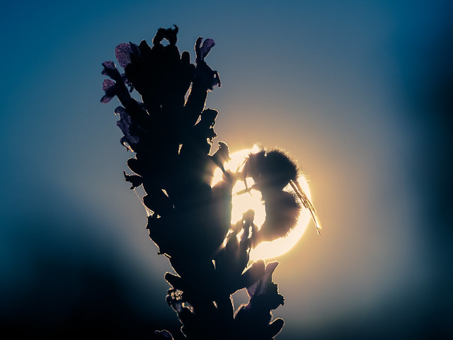 Last Of The Bumble Bee Silhouettes