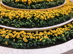 Flower Pot, Mall of America