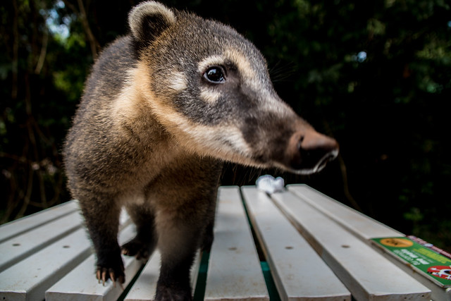 Curious Coati (type of raccoon) in Iguazú, Argentina.