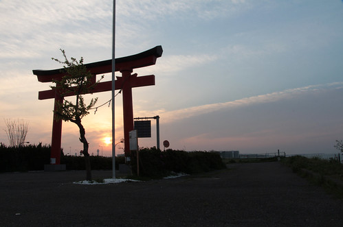 marvinandino marvinandinophotography sakura cherryblossoms tokyo japan oipark tori nightphotography sunrise