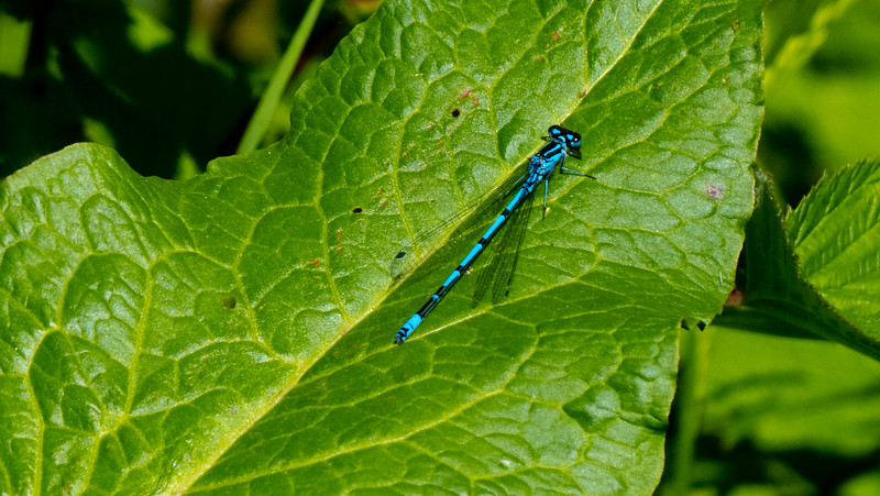Common blue damselfly, Hampton in Arden