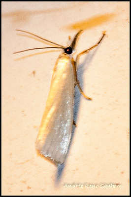 Snowy Urola Moth - Hodges#5464 (Urola nivalis)