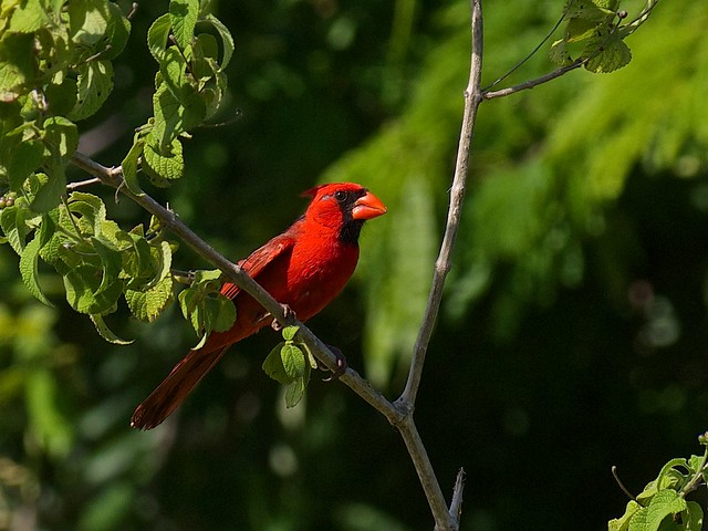 Northern Cardinal / cardinalis cardinalis