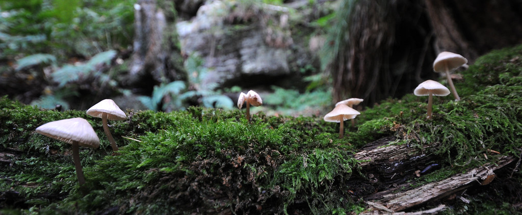 Mushroom Panorama