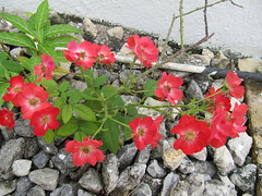 Roses in Antigua